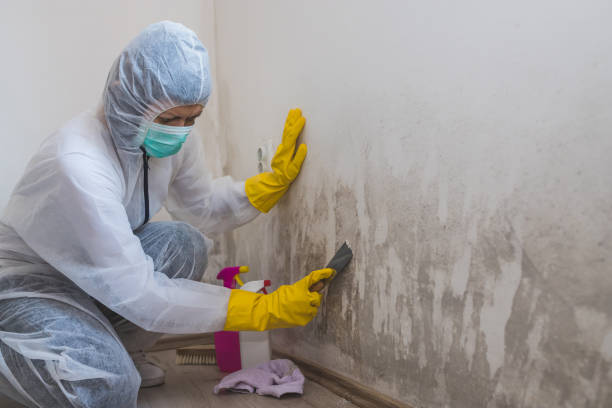Best Mold Damage Repair  in Runaway Bay, TX