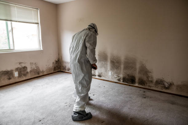 Mold Removal and Inspection in Runaway Bay, TX