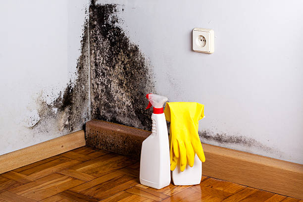 Trusted Runaway Bay, TX Mold Removal Experts