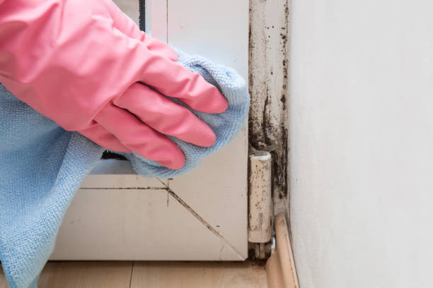 Best Mold Damage Repair  in Runaway Bay, TX